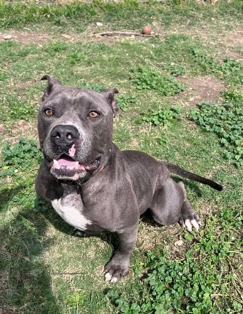 Deion | Pit Bull | Dog