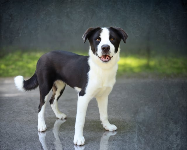 Miko | Great Pyrenees | Dog