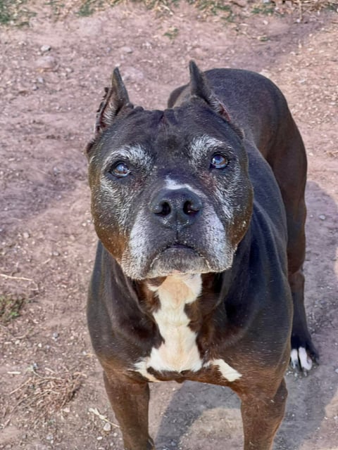 Nyla | Pit Bull | Dog