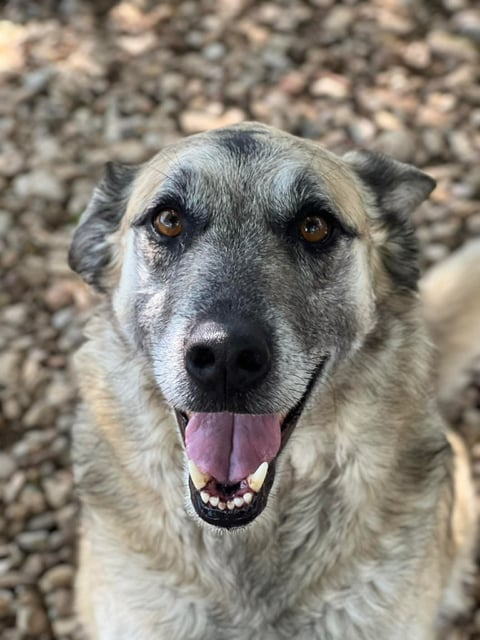 Samson | German Shepherd | Dog  