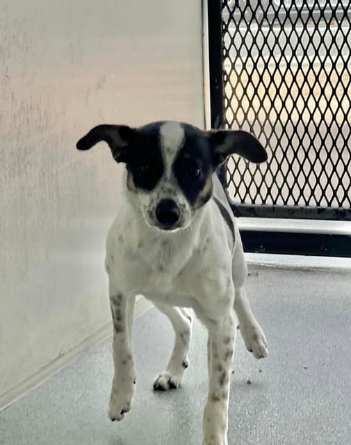 Sean | Terrier | Dog