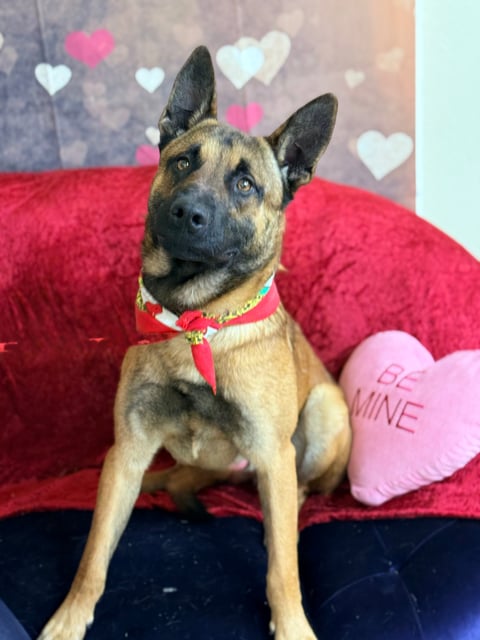 Tex | Shepherd | Dog