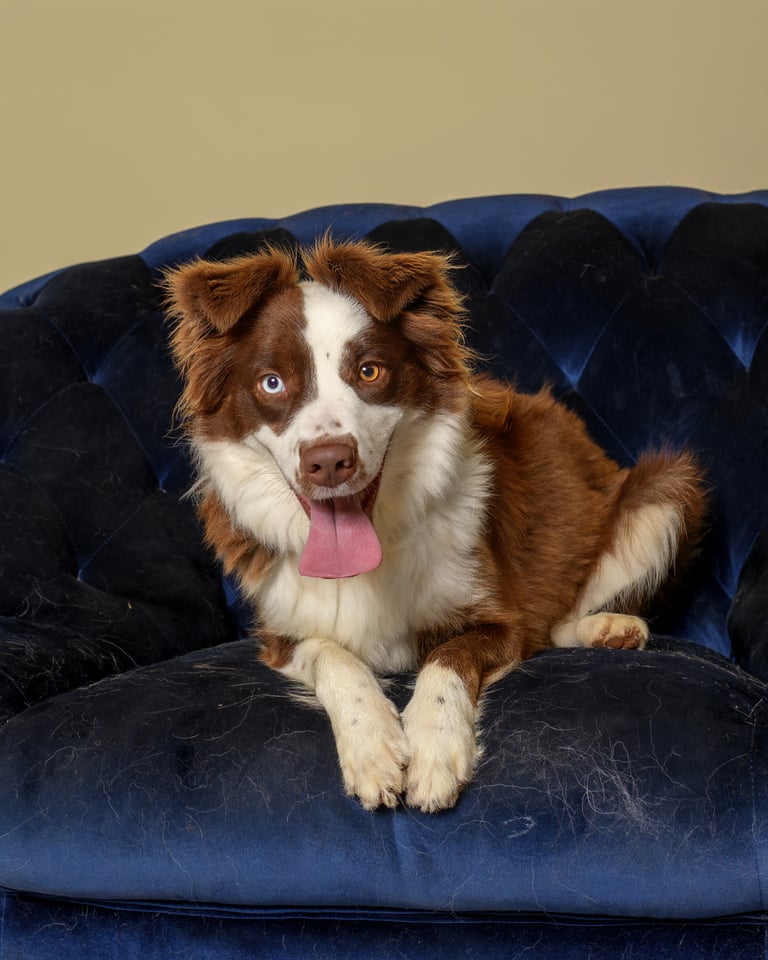 Zee | Border Collie | Dog