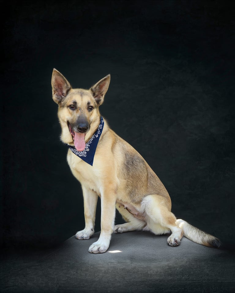 dog