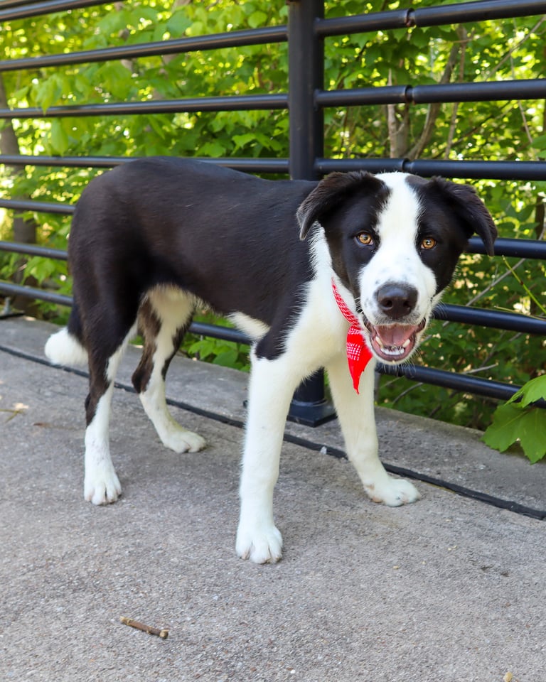 dog