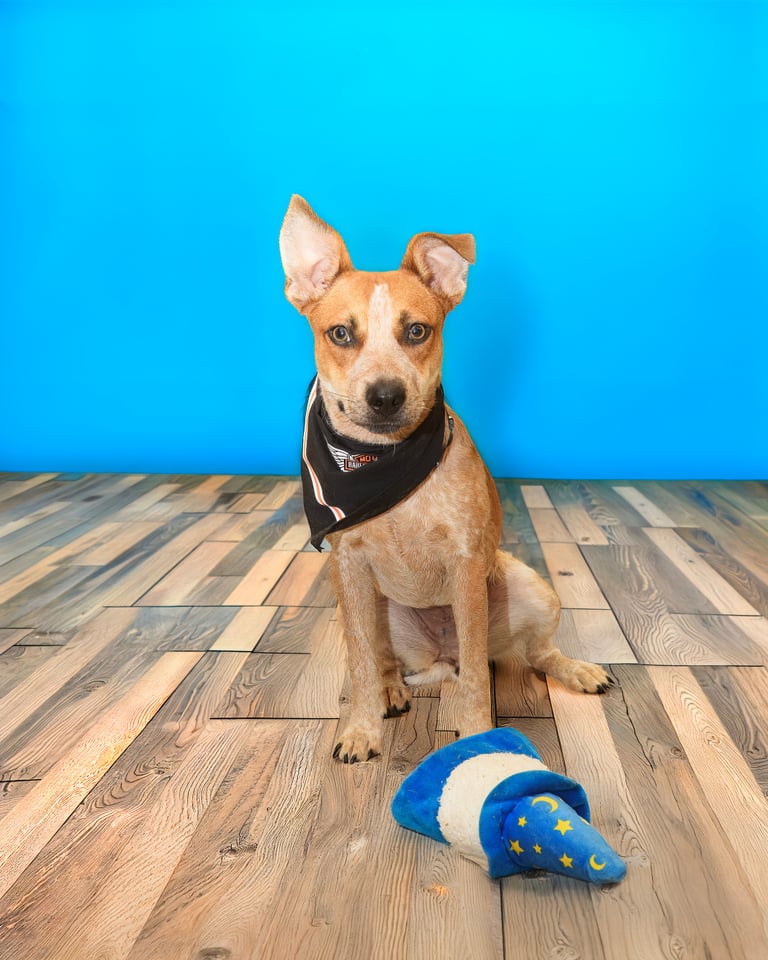 Arabella | Australian Cattle Dog | Dog