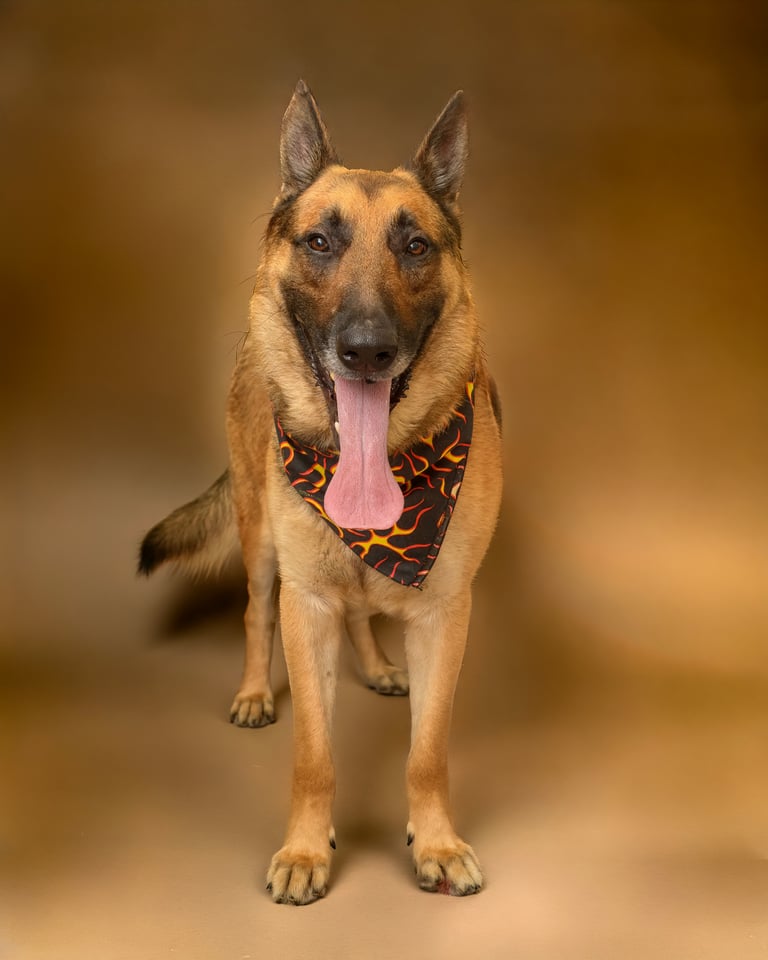 Titus | German Shepherd | Dog  