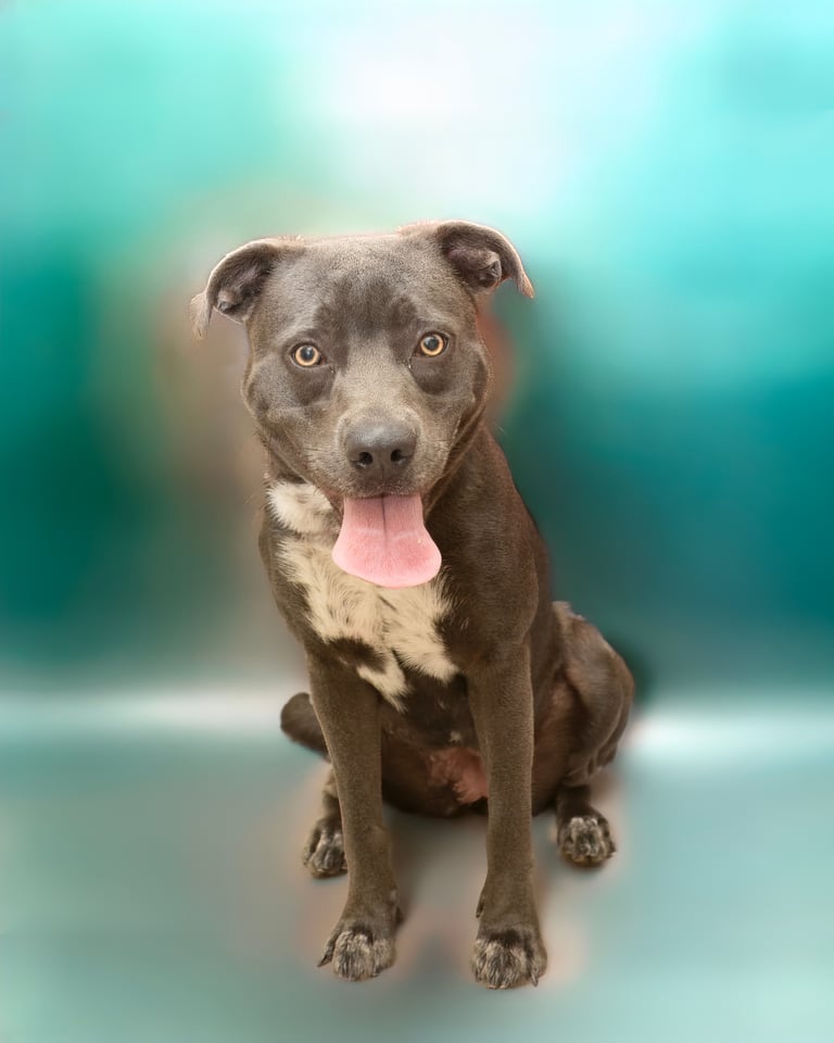 Mokie | Pit Bull | Dog  