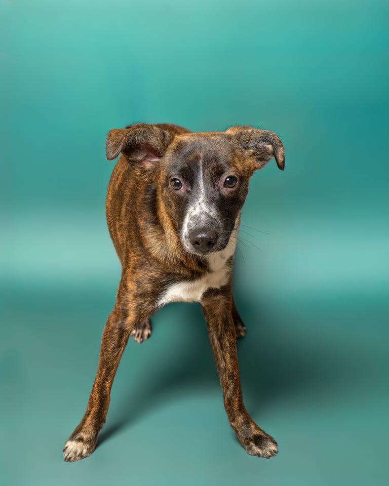 Daisy | Terrier | Dog