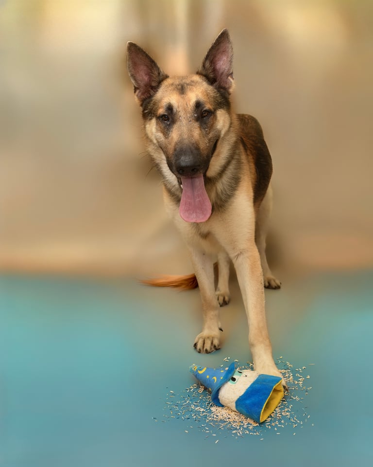 Oscar | German Shepherd | Dog