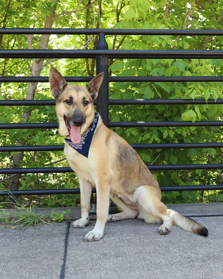 dog