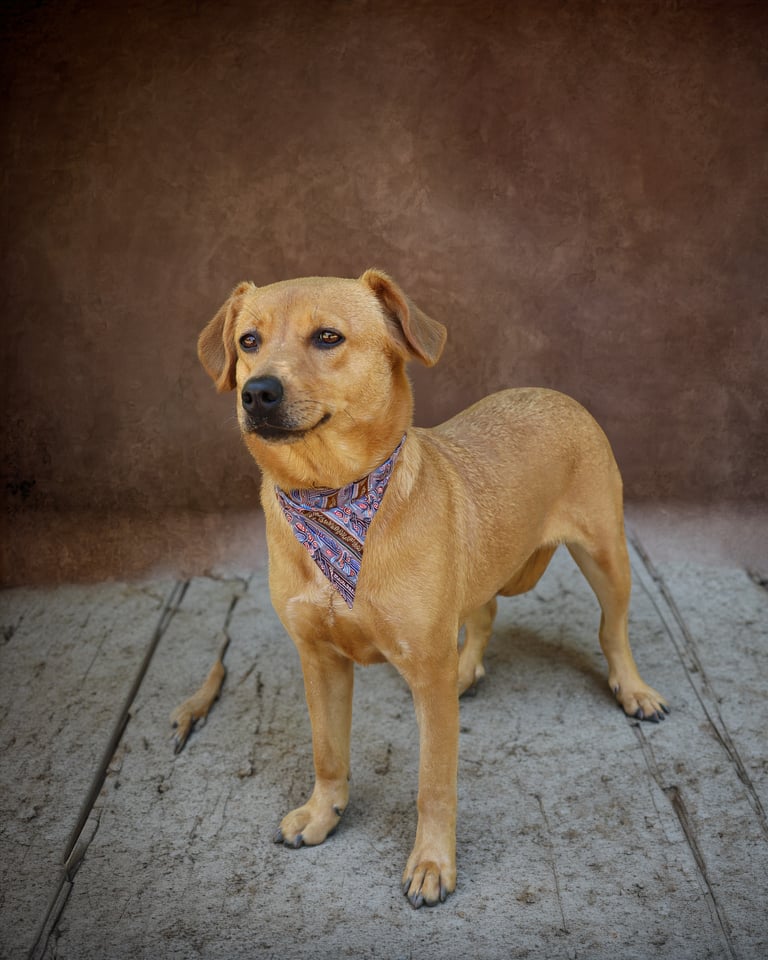 Additional photo of PIPPIN