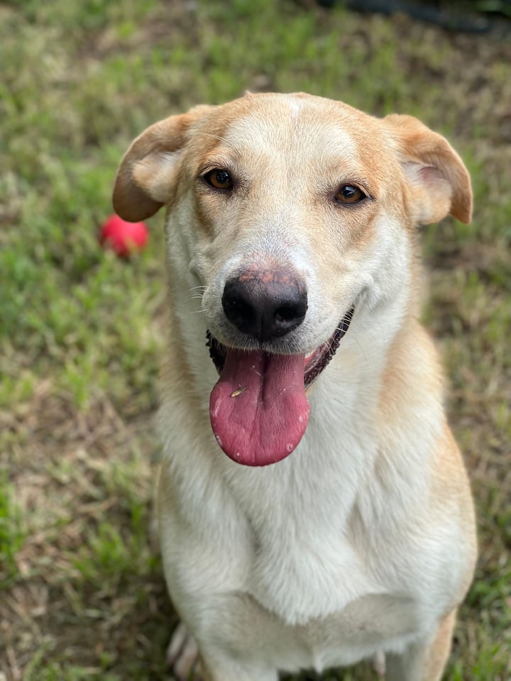 dog